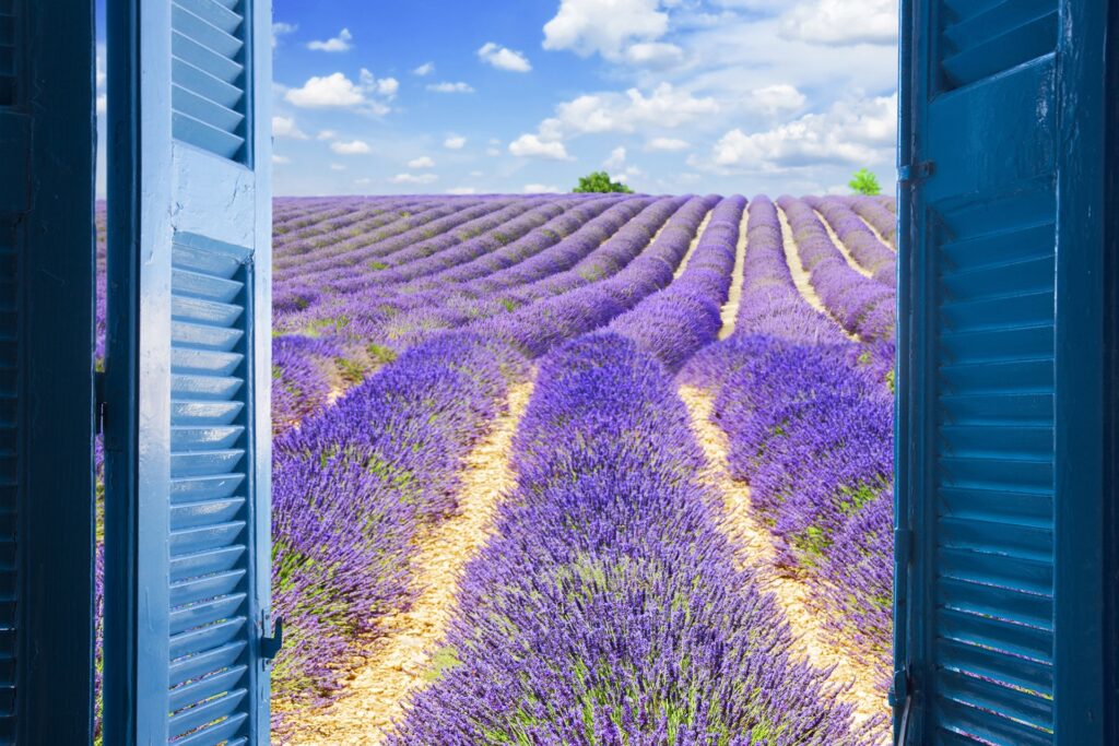 Champs de lavande en Provence