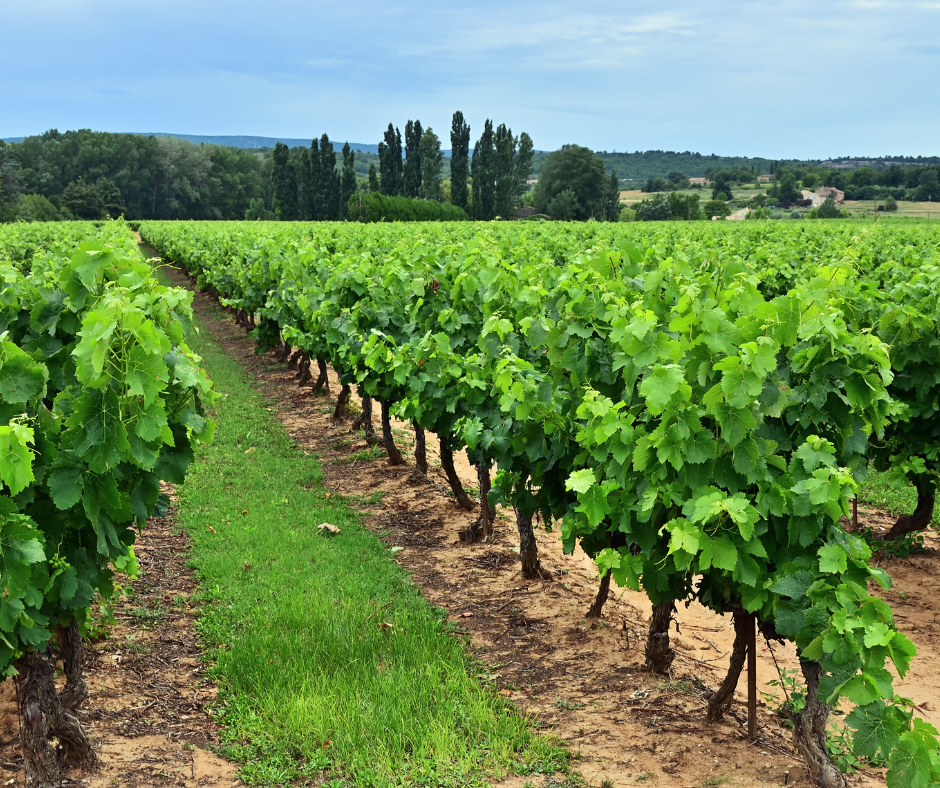 Vignoble en Provence 