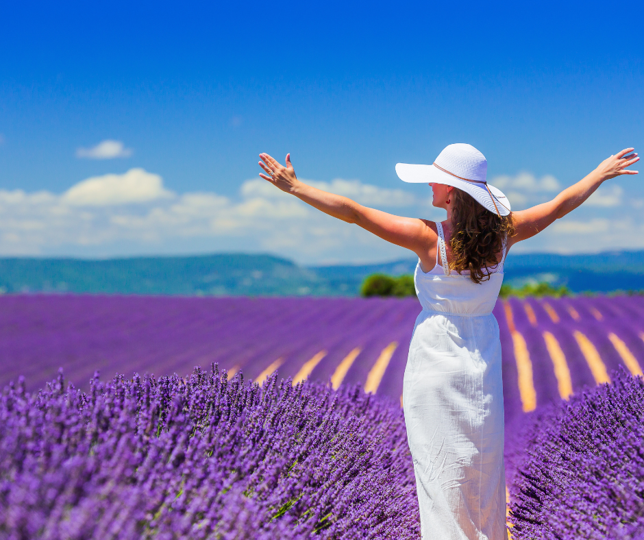 Admiration de champs de lavande en Provence