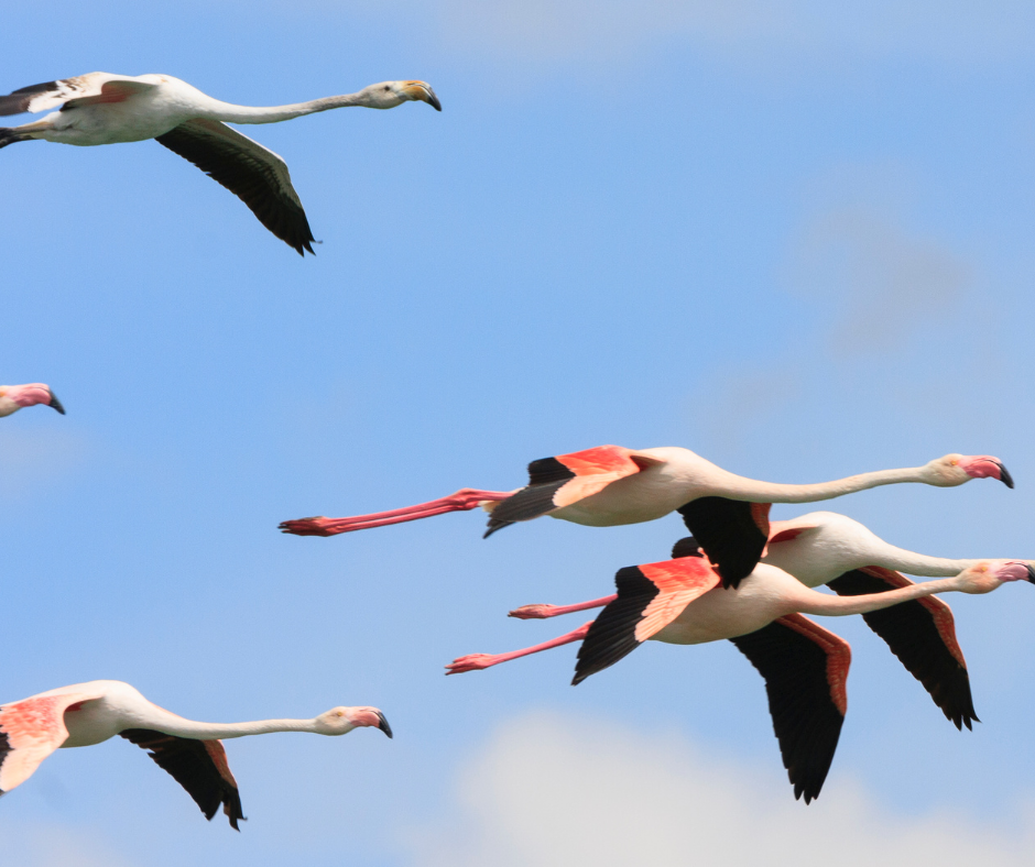 Flamant rose en Camargue - Provence
