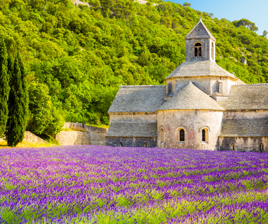 Abbaye et champs de lavande